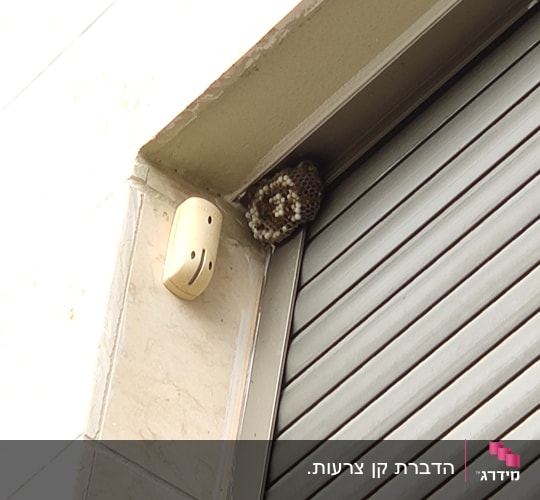 קן צרעות בפינת חלון עם תריס סגור